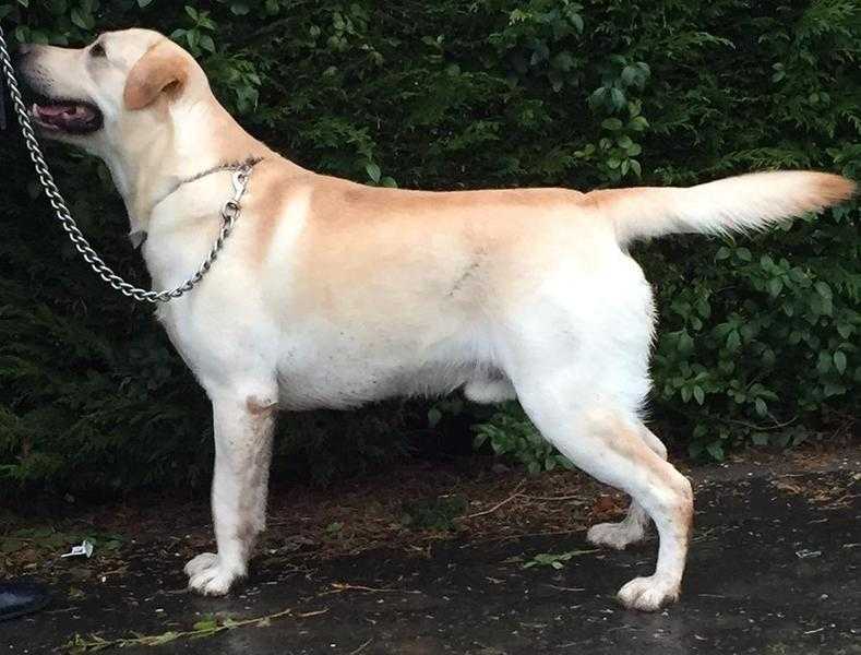 Labrador for stud-ProvenampHipElbow Scored
