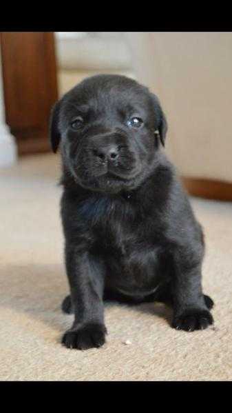 Labrador KC Registered pups