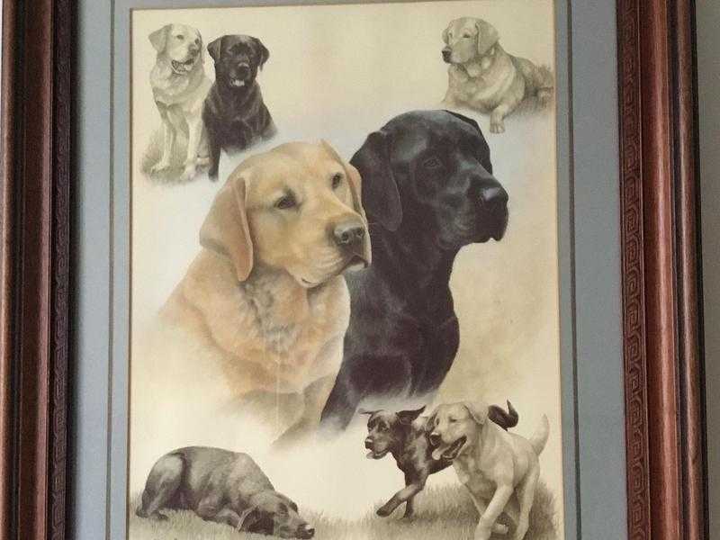 Labrador print by Nigel Hemming