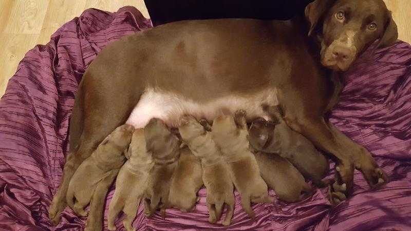 Labrador puppies