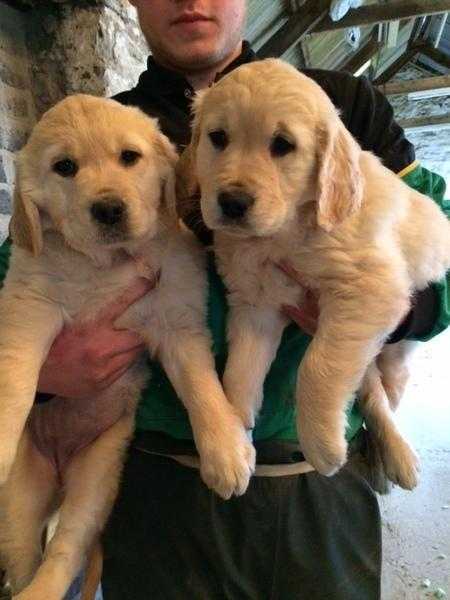 Labrador puppies