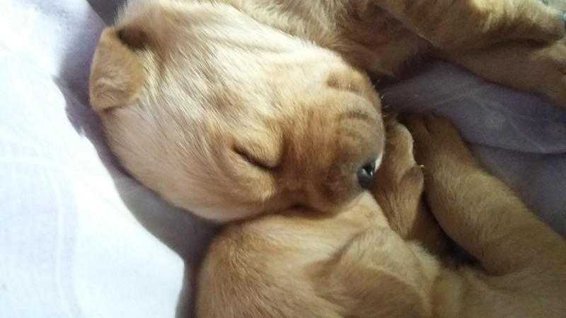 Labrador puppies