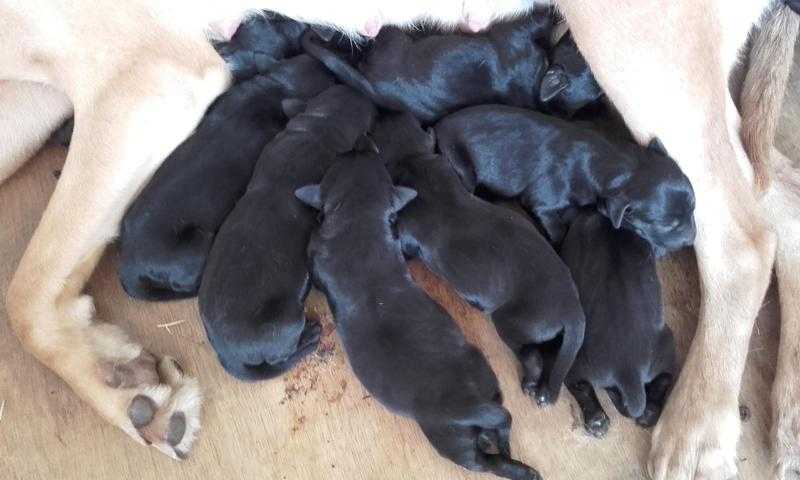 Labrador puppies