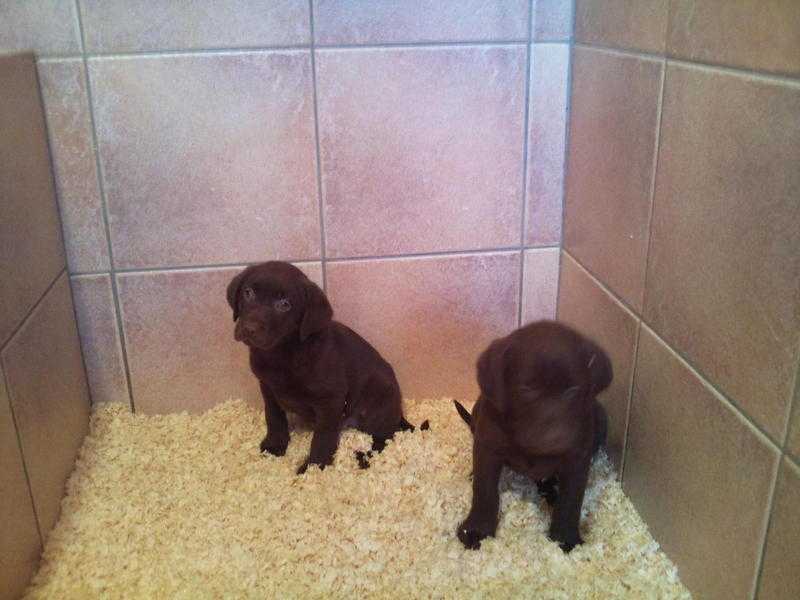 Labrador puppies