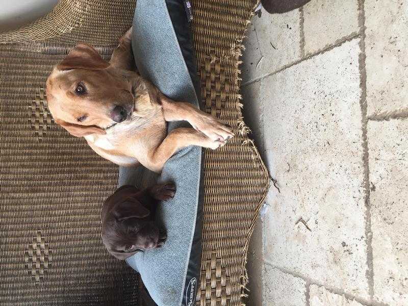 Labrador puppies