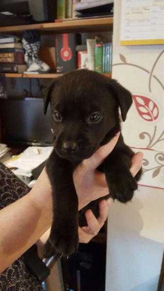 Labrador Puppies