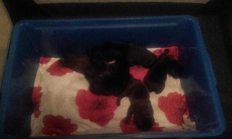 Labrador puppies for sale