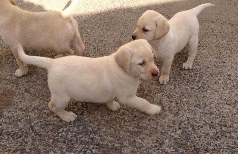 Labrador Puppies For Sale Stunning Quality