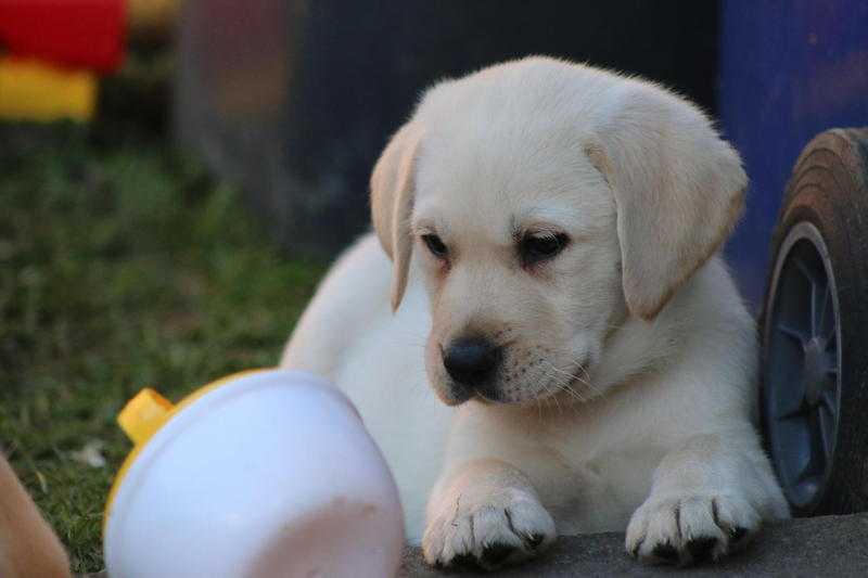 Labrador puppies -full prdigree