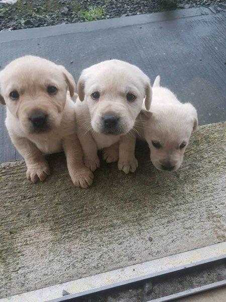 Labrador Pups