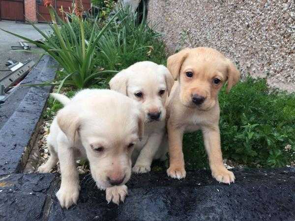 Labrador pups