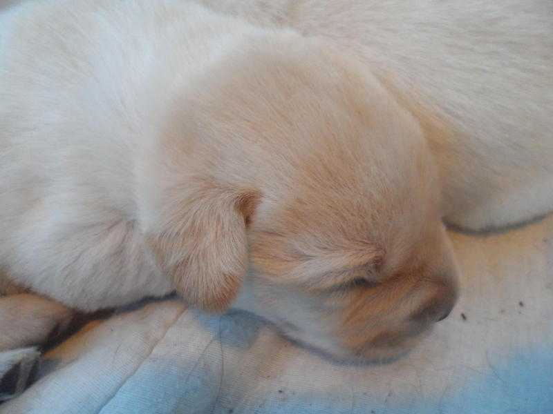 Labrador Pups For Sale