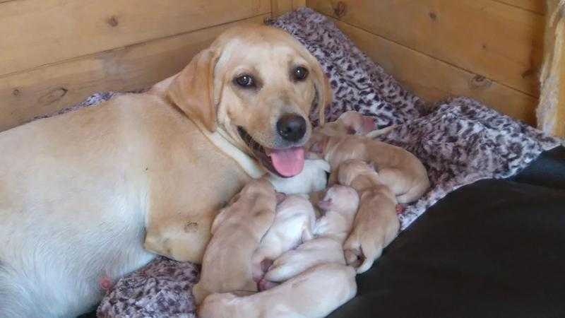 Labrador retriever puppies