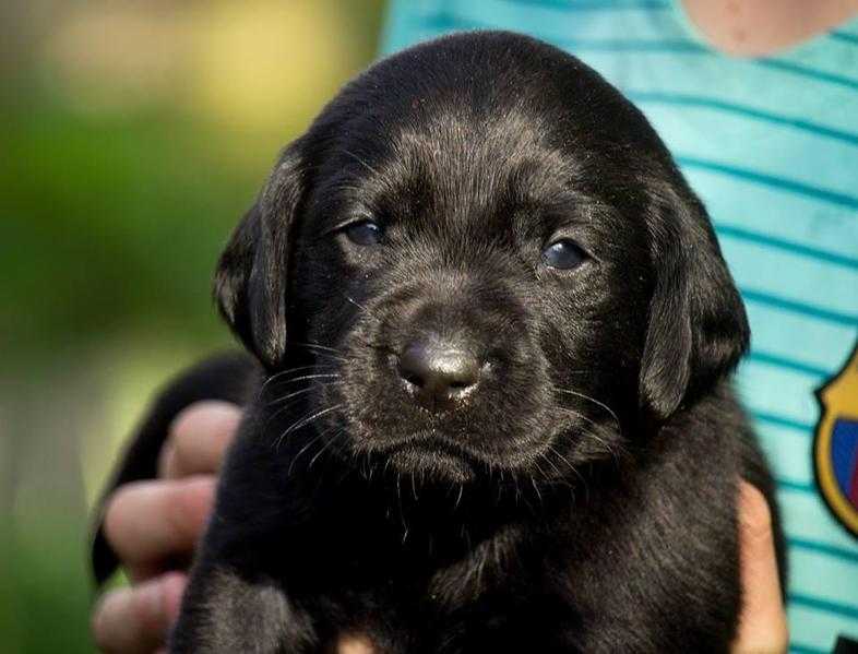 Labrador Retriever Puppies