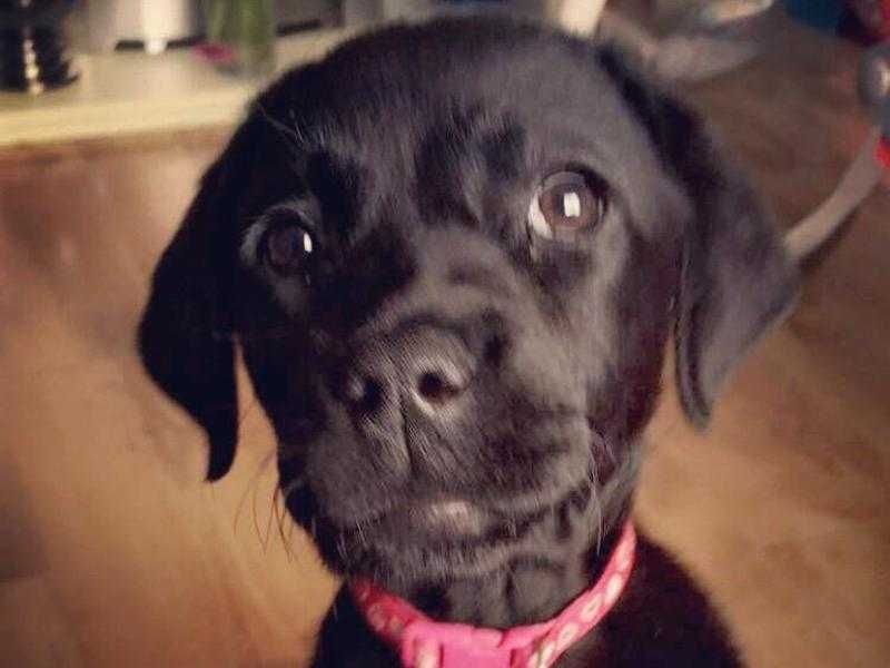 Labrador retriever puppies