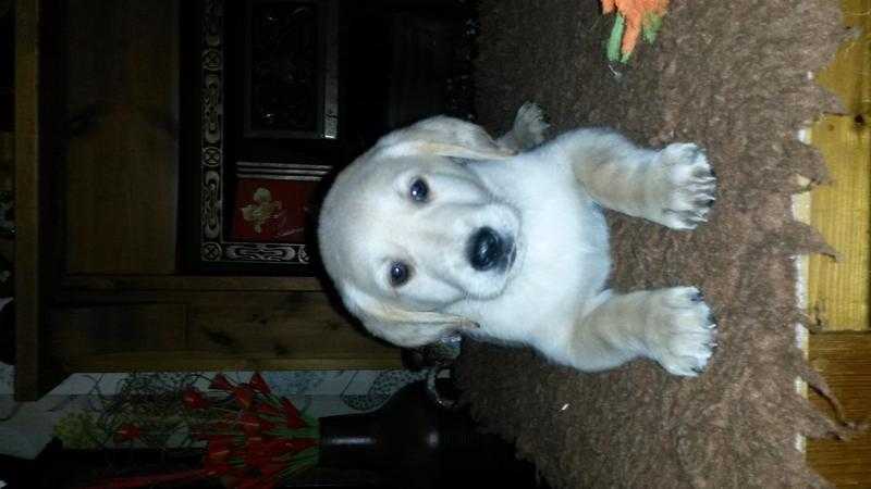 labrador X saluki puppies