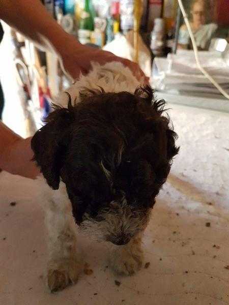 Lagotto Romagnolo