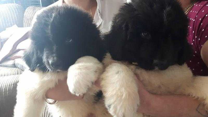 Landseer Newfoundland Puppies for Sale