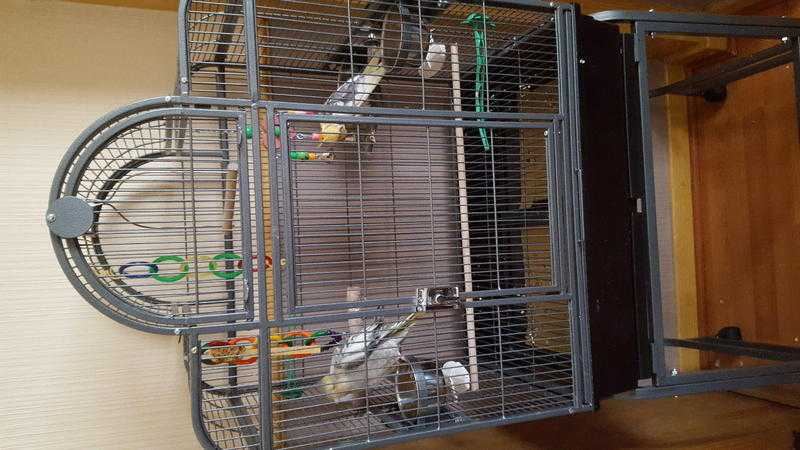 Large birdcage, acessories, food and 2 cockatiels