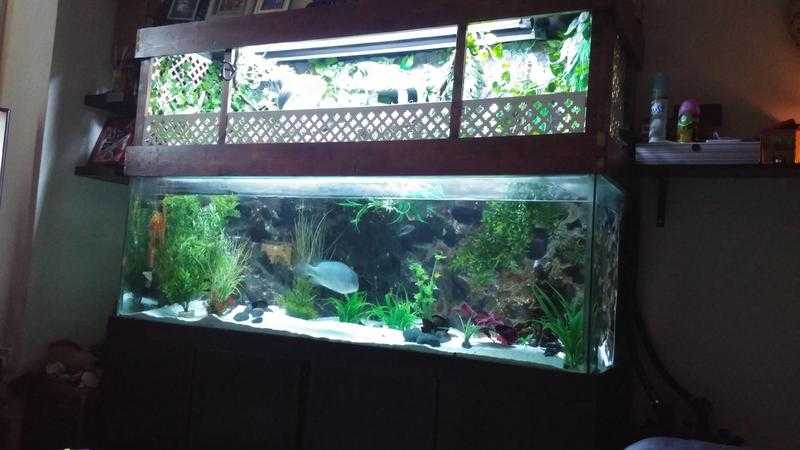 LARGE FISH TANK 6FT BY 2FT BY 2FT AMAZING SET UP