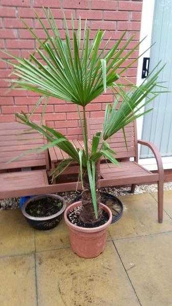 Large Hardy Trachycarpus Palm