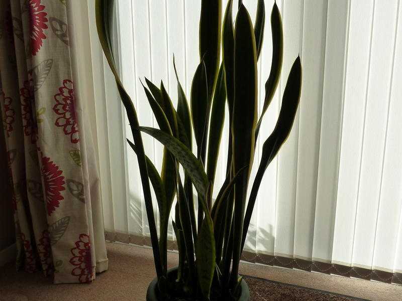 LARGE INDOOR PLANT MOTHERING-LAWS-TONGUE