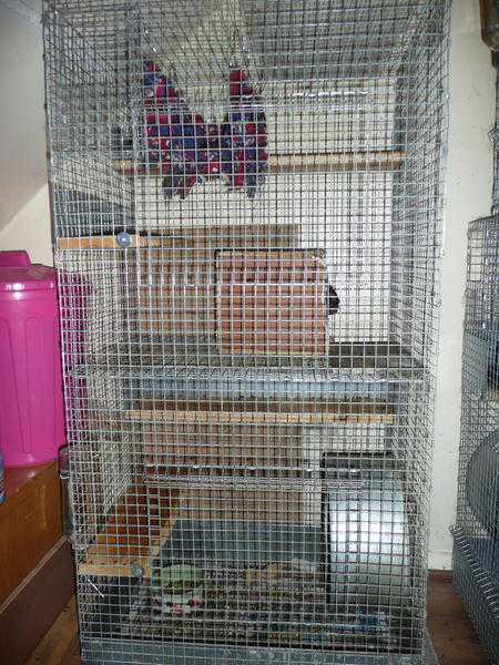 Large John Hopewell chincilladegu cage.