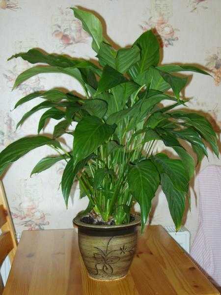 Large Peace Lily and Pot