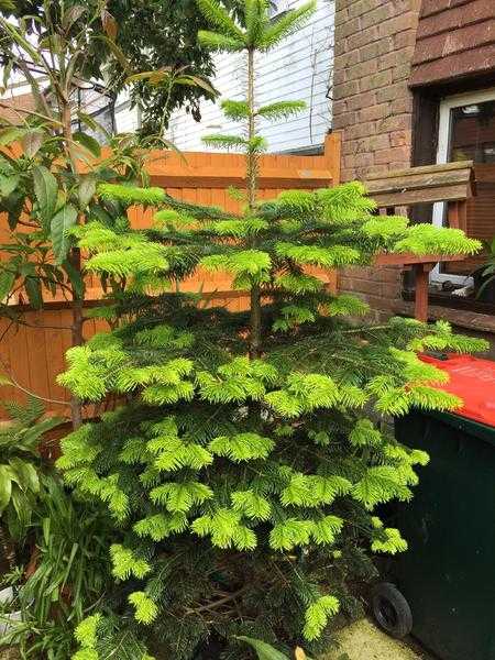 Large pot grown pine tree.