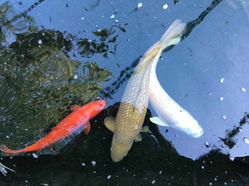 Large selection of koi from 2 inches upto 2ft