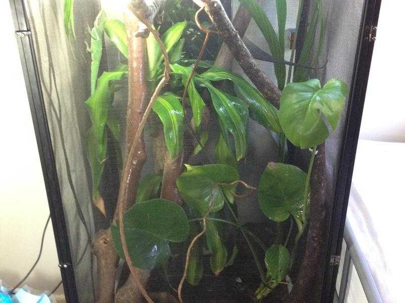 Large Tree Frog terrarium with frogs and Cuban Knight Anole