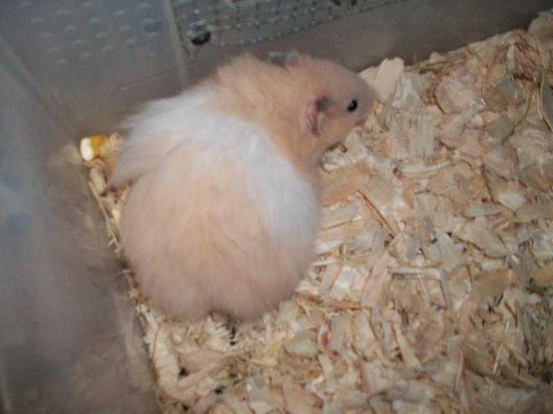 last few baby syrian hamsters