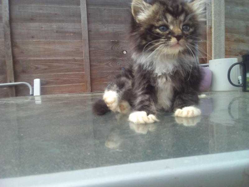 Last maine coon x kitten ready to go now