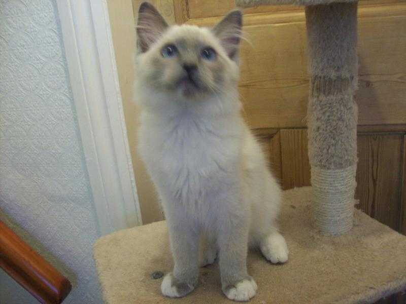 Last One  - PURE Ragdoll Blue Mitted BOYBig Strong Gorgeous Kitten