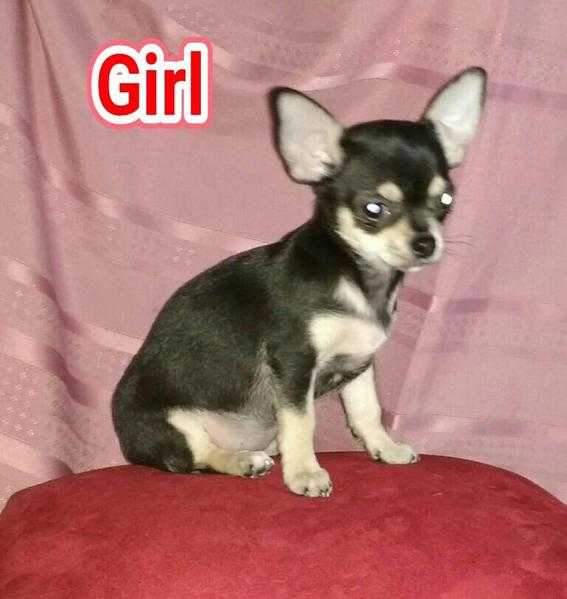 Last remaining KC registered smooth coat chihuahua