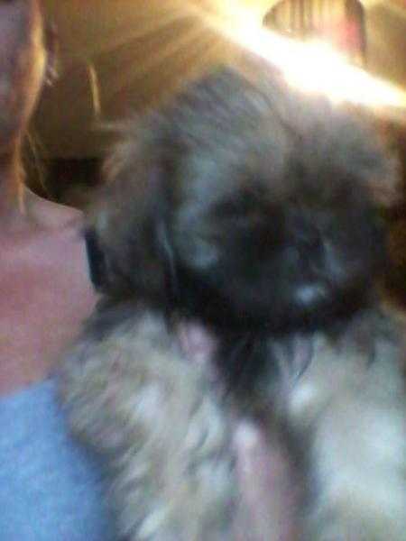 LAST SHIH TZU MALE PUP LEFT 9 WEEKS OLD