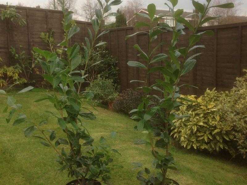 Laurel hedging plants 5-6 foot