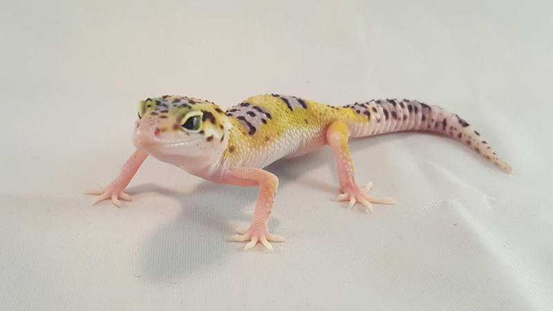 Leopard gecko hatchlings and adults