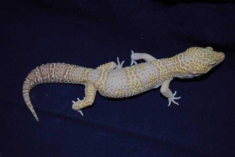 Leopard Gecko Male