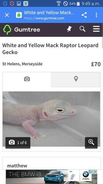 Leopard gecko morphs