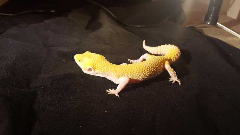 Leopard geckos