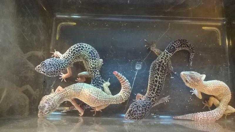 leopard geckos