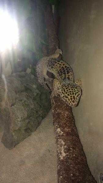 Lepoard gecko with full set up