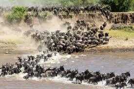 Lets Visit Kenya for Wildlife Safari holiday