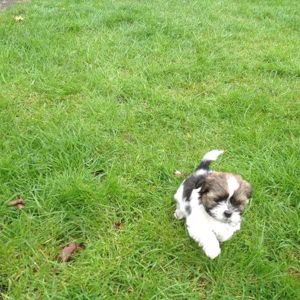 Lhasa Apso puppies for sale