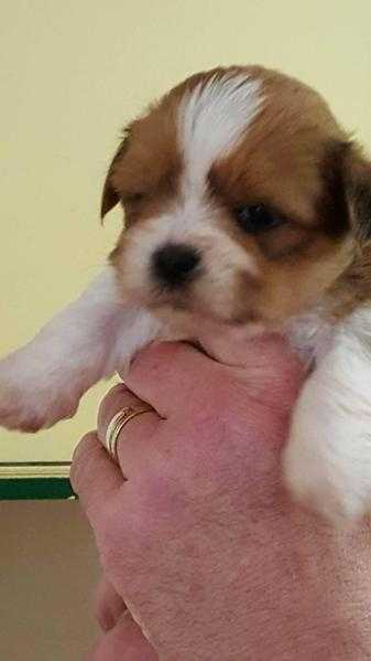 Lhasa Apso Puppies for Sale