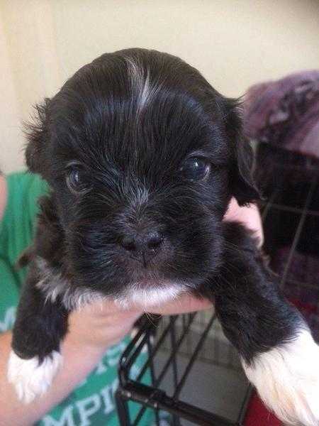 Lhasa apso puppy039s 2 boys 1 girl left