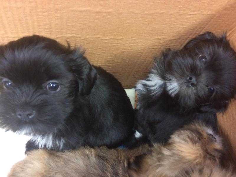 Lhasa Apso pups