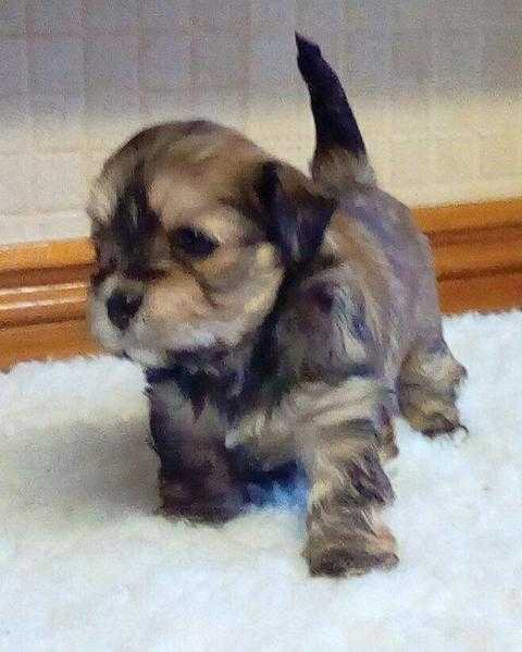 lhasa apso pups for sale
