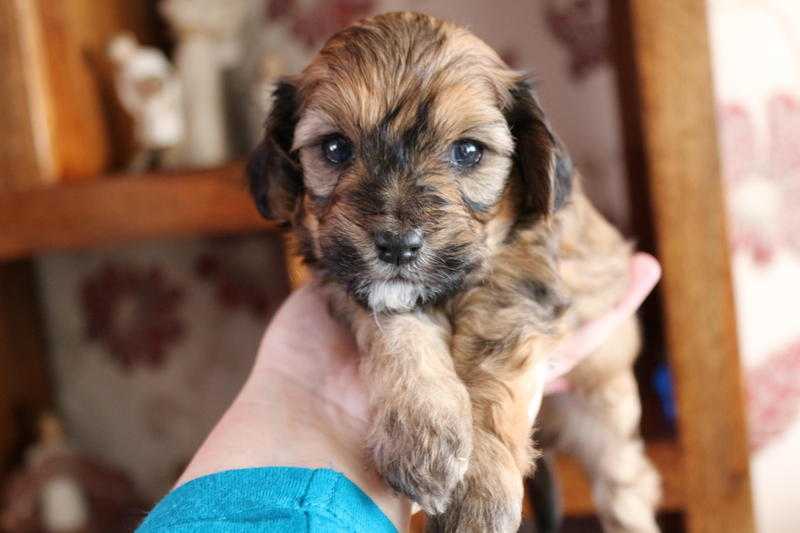 lhasapoo puppies